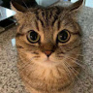 Meet your Posher, Meow